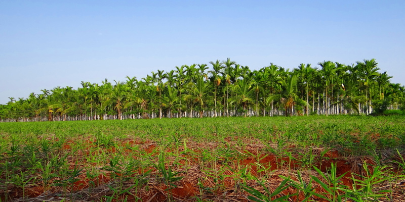areca catechu, no people, scenics - nature, palm tree, tropical climate, areca palm, field, leaf, shimoga, food, nature, plantation, green Color, rural scene