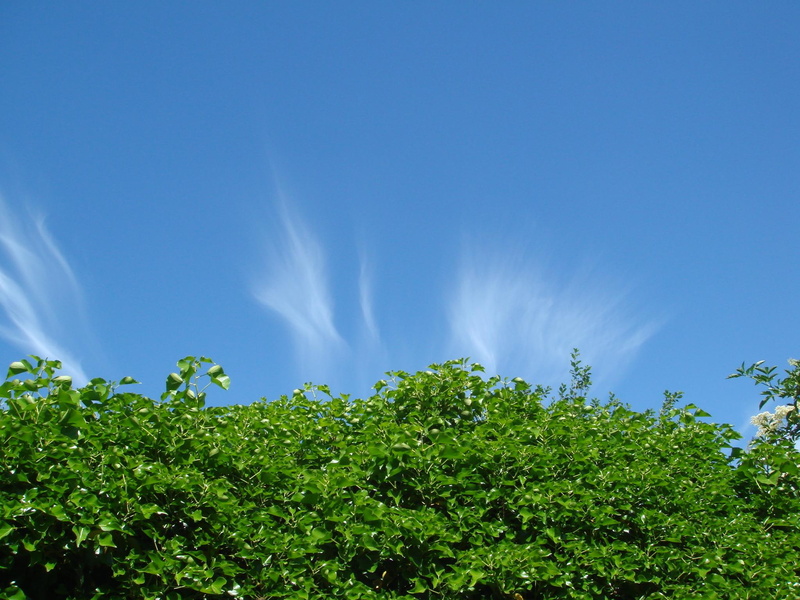 bright, cirrus, sunshine, blue sky, leaves, beautiful day, green, sky, 1080P, blue, mr, 3d and abstract