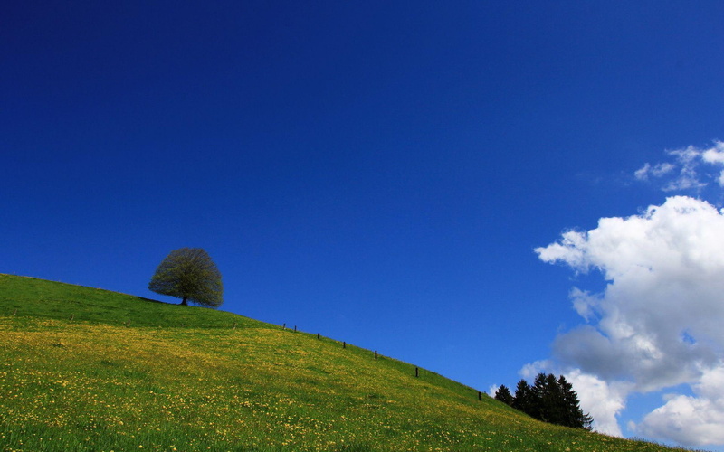 green, sky, 1920x1200, blue, tree, 1080P, field, cirrus, nature, cloud