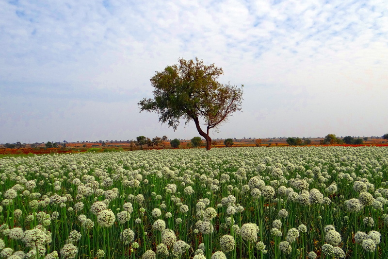 lone, land, harvest, cloud - sky, landscape, flowerbed, lone tree, middle, agriculture, cirrus, plantation, scenics - nature, plant, 4K, agricultural