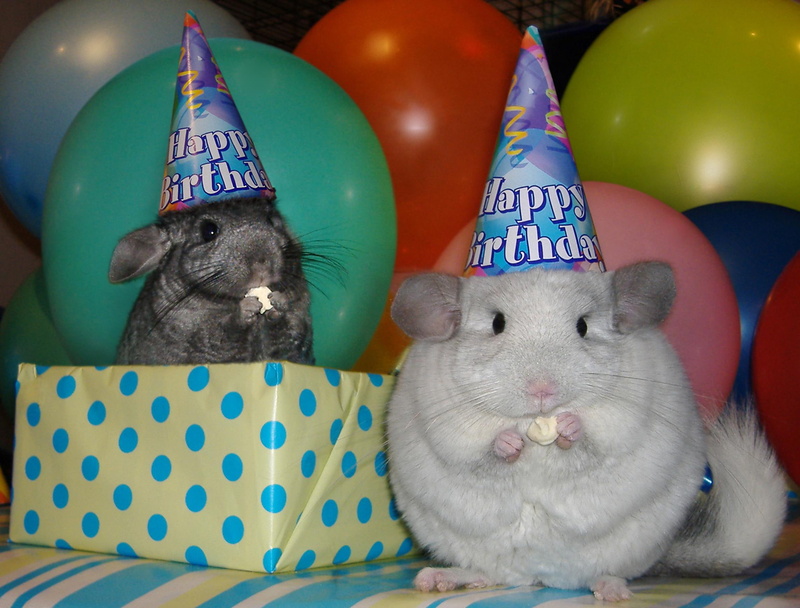 party, birthday hats, balloons, chinchillas, animals, birthday, 1080P