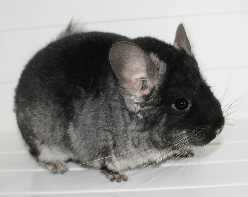 looking away, domestic, white, cute, looking, rabbit - Animal, pets, domestic Animals, fluffy, animal head, animal themes, animal wildlife, no people, animal