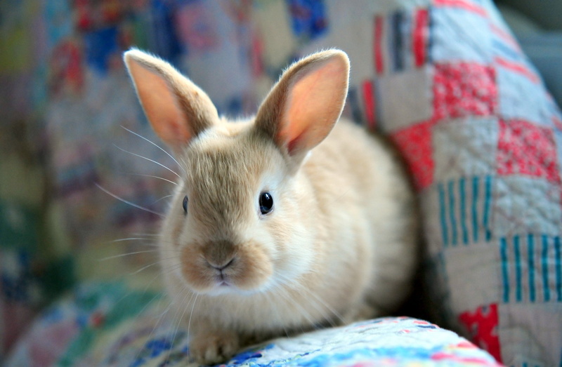 Rabbit, 1080P, bunny, fluffy