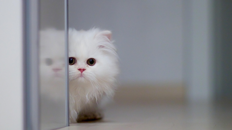4K, kitten, cat, fluffy, animal, cute