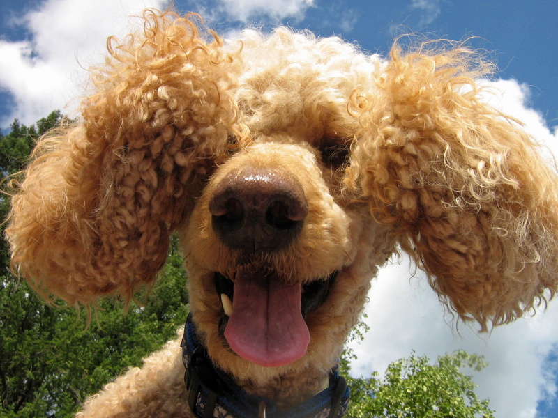 canine, funny, 1080P, fluffy, animals