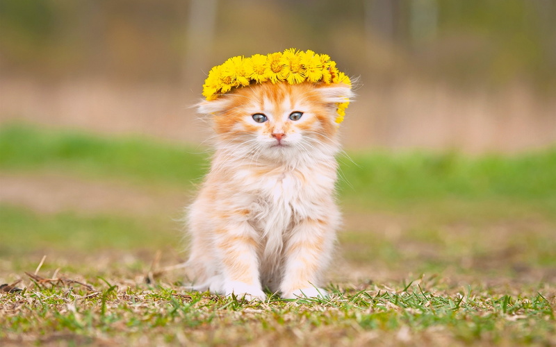 Fluffy, Wreath, Yellow, 2K, Kitten, Flowers
