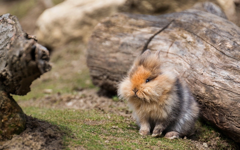 Fluffy, Cute, 1080P, Rabbit