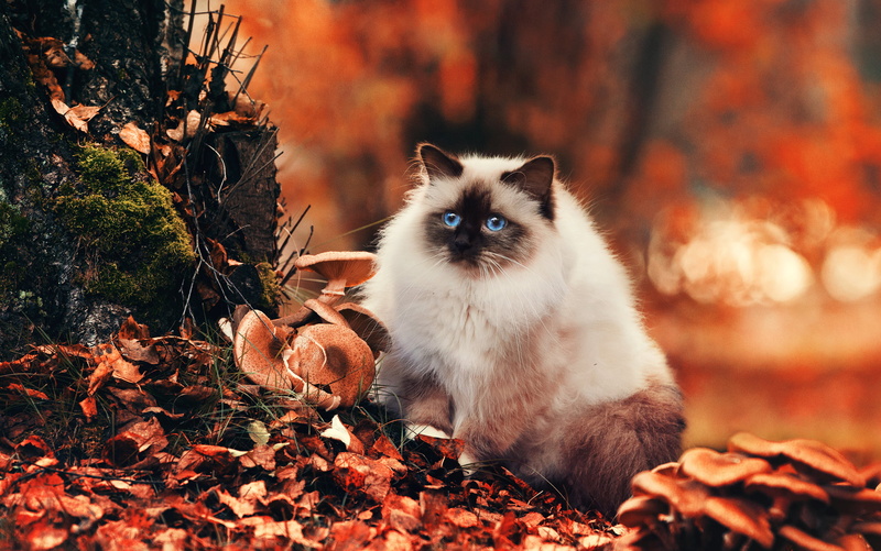 domestic Animals, vertebrate, red, kitten, cute, autumn, forest, yellow, day, fun, small, portrait, foliage, domestic, outdoors, beautiful, mammal, 2K