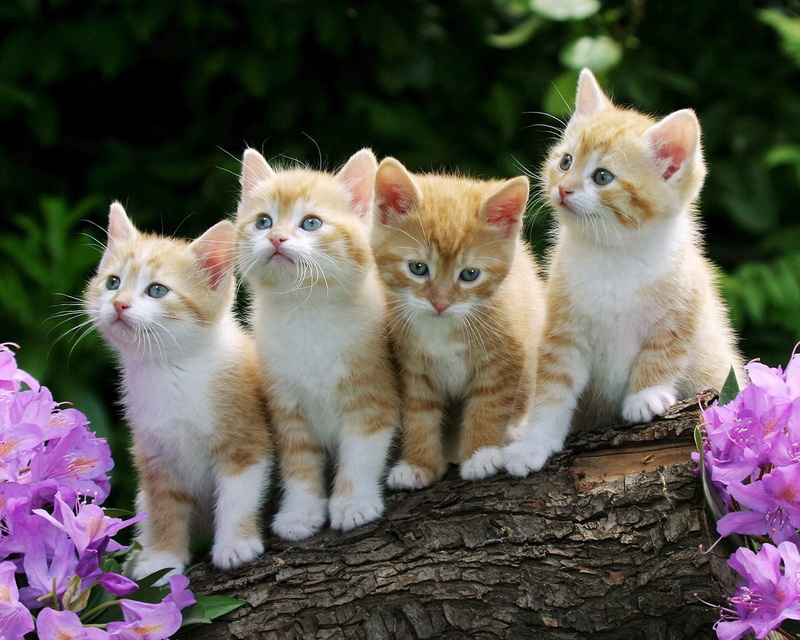 fur, summer, sitting, outdoors, fun, domestic Cat, young Animal, flowers, green Color, red, small, kitten, beautiful, two animals, four, 720P, animal