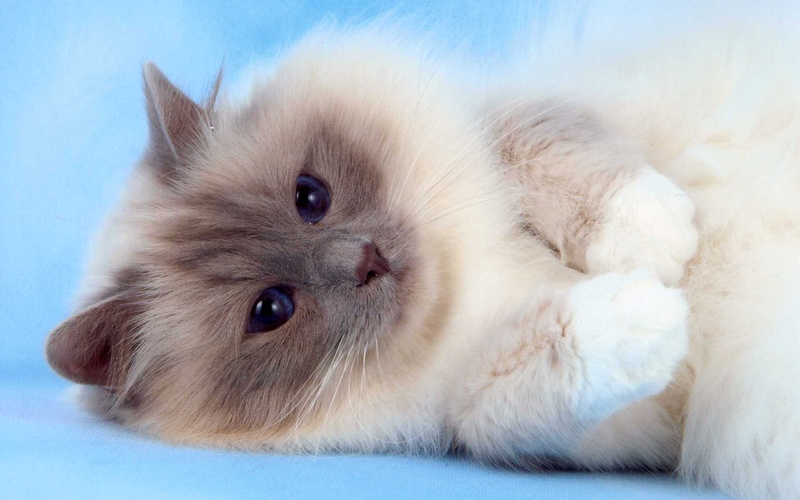 blue eyes, cute, 1080P, birman, fluffy, birman cat, cat