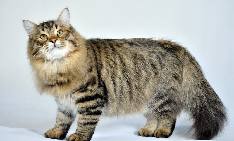 no People, staring, gray, pets, 4K, young Animal, kitten, small, mammal, brown, purebred Cat, side view, one Animal, full length, animals Hunting, tabby