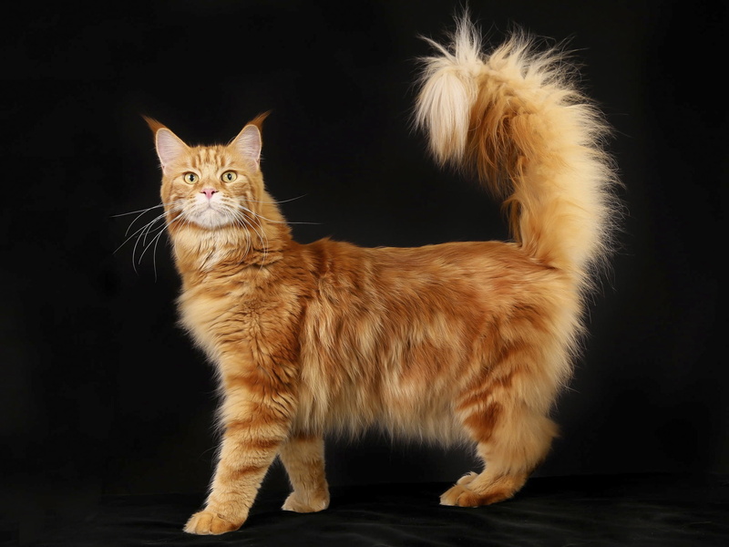 Red, orange, Black, Fluffy, Background, long, Cat, fur, 1080P