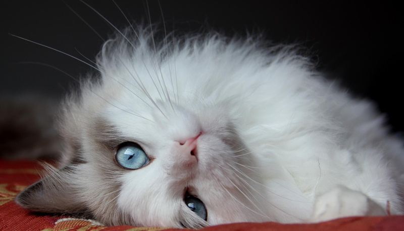 fluffy cat, fluffy, eyes, cat, lies, 1080P, handsome cat, handsome