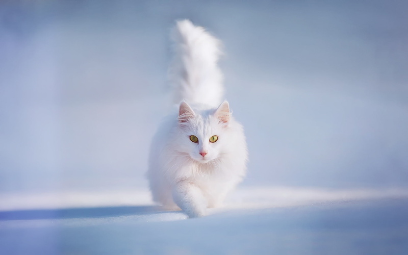 White, Fluffy, Eyes, 1080P, Snow, Yellow, Cat, Winter
