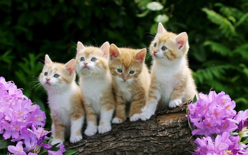 Flowers, Furry, Kittens, Cute, 1080P