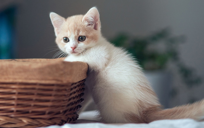 Kitten, Basket, Cute, 1080P