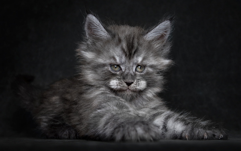 cute, cat, 1080P, fluffy, kitten