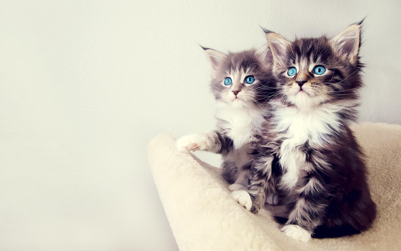 cute, 2K, kittens, cute animals
