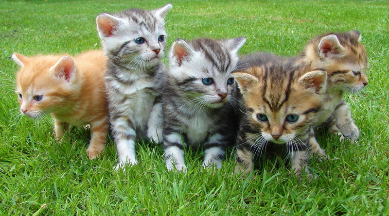 young animal, kittens, pets, feline, cat, kitten, four animals, cute, 1080P, vertebrate, domestic cat, whisker, no people, mammal, domestic, animals, color