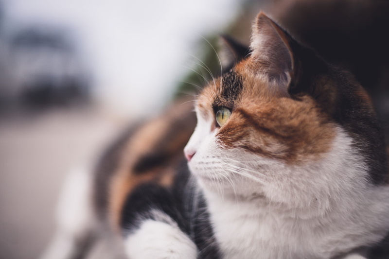 domestic, one animal, stare, united states, feline, cuddle, fur, looking, domestic animals, relaxation, fluffy animal, calico cat, distent, mammal, san diego