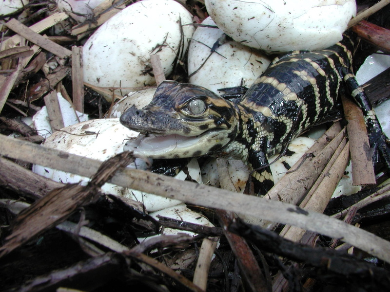 high angle view, hatched, baby alligator, land, black, animal shell, close-up, outdoors, eggs, amphibian, hatching, young, day, gray, wood - material, animal