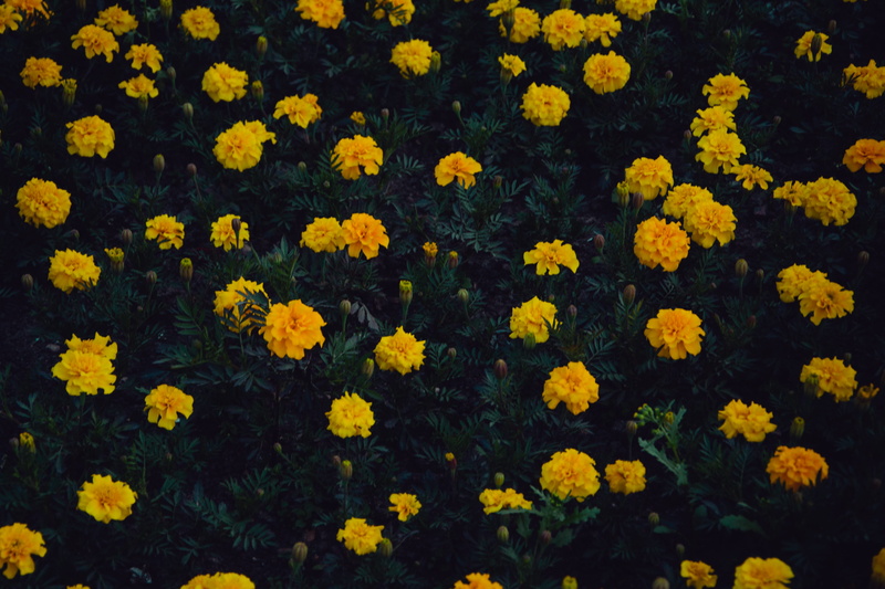 hd, flower, outdoors, inflorescence, field, full frame, fragility, flower head, 5K, freshness, beautiful, plants, close-up, yellow flowers