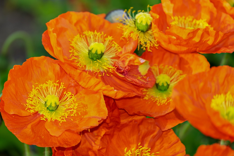 nature, 4K, wildflowers, orange color, poppy, fragility, klatschmohn, bloomed, orange, bright, mohngewaechs, marigold, no people, colorful, poppy flower