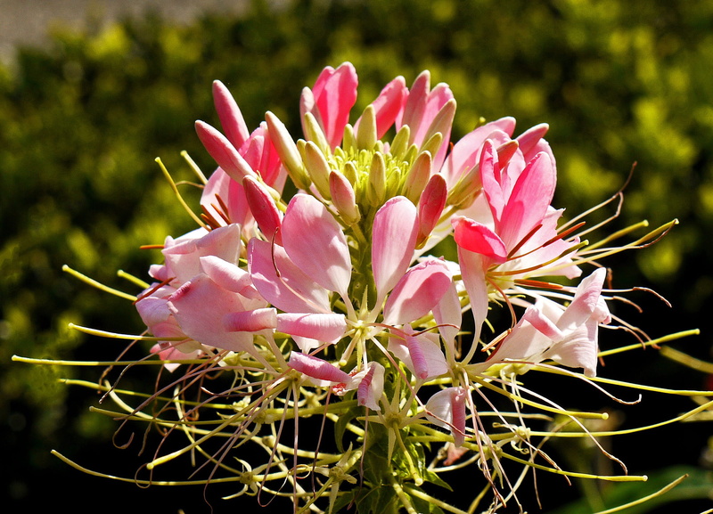 pink color, no people, petal, beauty in nature, flower, fragility, petals, bud, park flower, focus on foreground, vulnerability, white, castle park, multiple