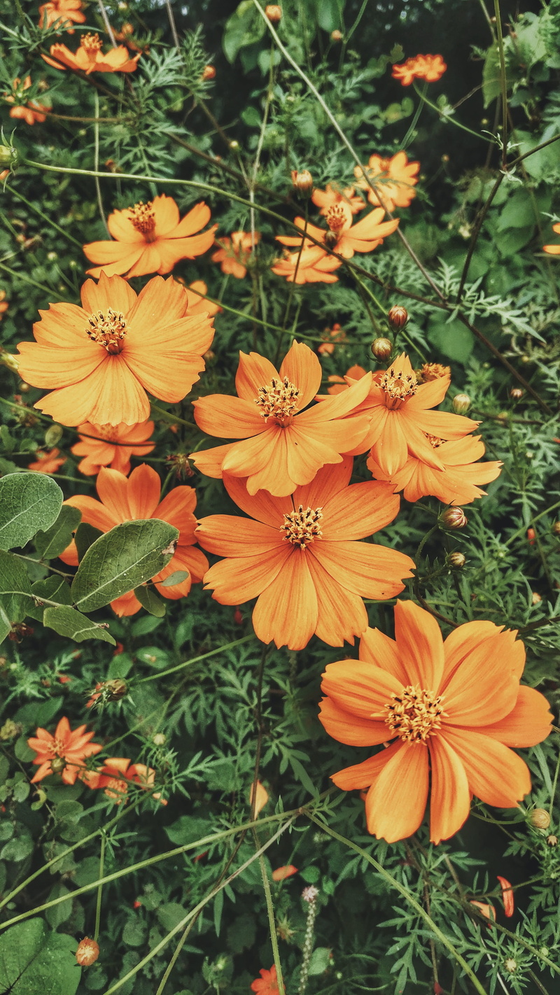 leaves, orange flower, beauty in nature, fragility, green, yellow, green leaf, bloomed, no people, plant, orange, leaf, close-up, freshness, vulnerability