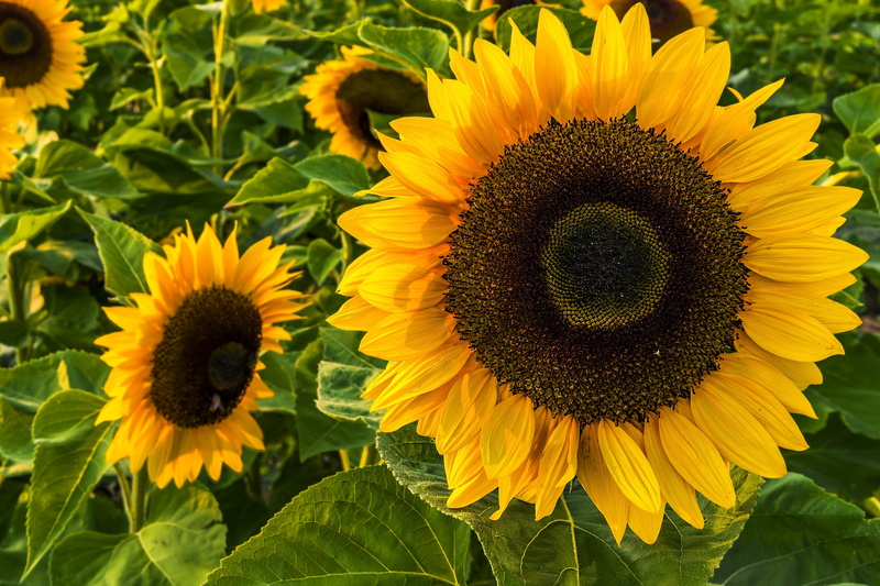 inflorescence, vulnerability, growth, field, day, close, flower head, photo, sunflower, bloomed, color, bloom, freshness, green, fully, flower, leaves