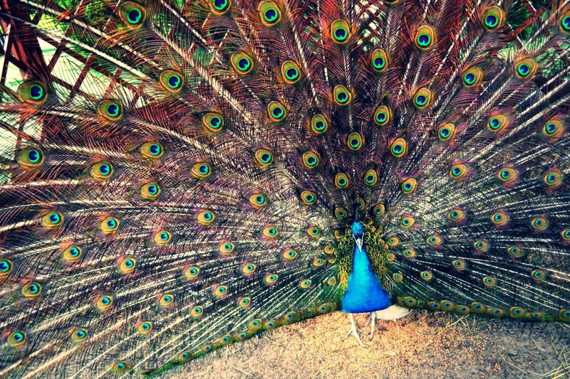 animal wildlife, outdoors, multi colored, indian, Animals, fanned out, no people, peacock, bird, beauty in nature, feather, animal themes, beautiful, color