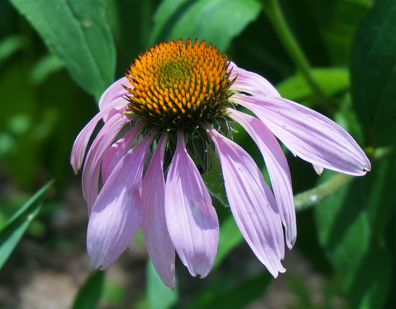 no people, cone flower, beauty in nature, freshness, echinacea, garden, fragility, vulnerability, close-up, day, inflorescence, blossom, purple, coneflower