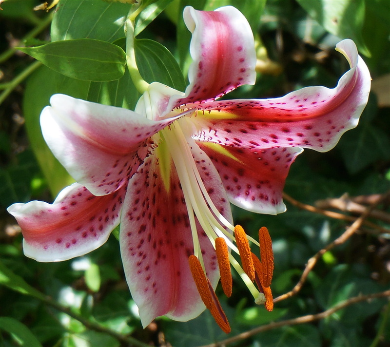 no people, growth, springtime, bloom, plant, asiatic lily fully open, vulnerability, beauty in nature, focus on foreground, lily, nature, red, flower, close-up