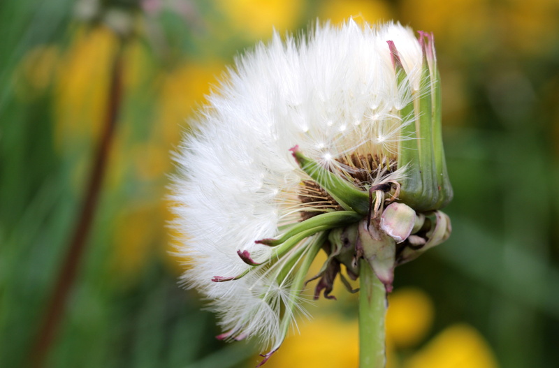 nature, selective focus, Seeds, vulnerability, petal, softness, Dandelion, freshness, white color, inflorescence, Flying, dandelion seed, flowering plant