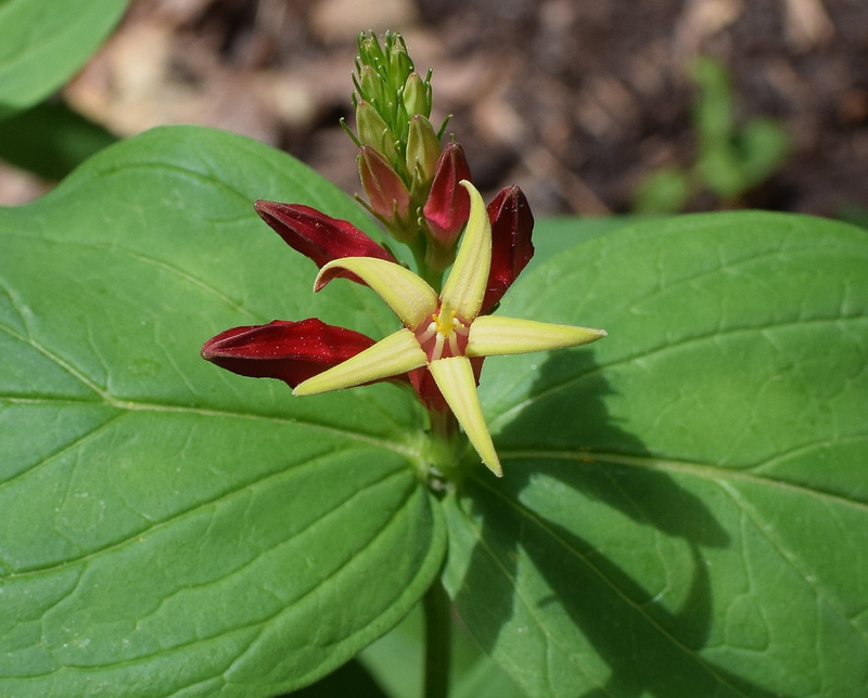 colorful, blossom, fully open, close-up, nature, fragility, beauty in nature, plant part, botany, plant, outdoors, red, bloom, flower, bud, leaf, yellow