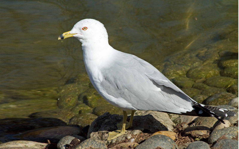 moderately, rock, white color, animals in the wild, one animal, legs, focus on foreground, animal, vertebrate, animal wildlife, water, perching, no people