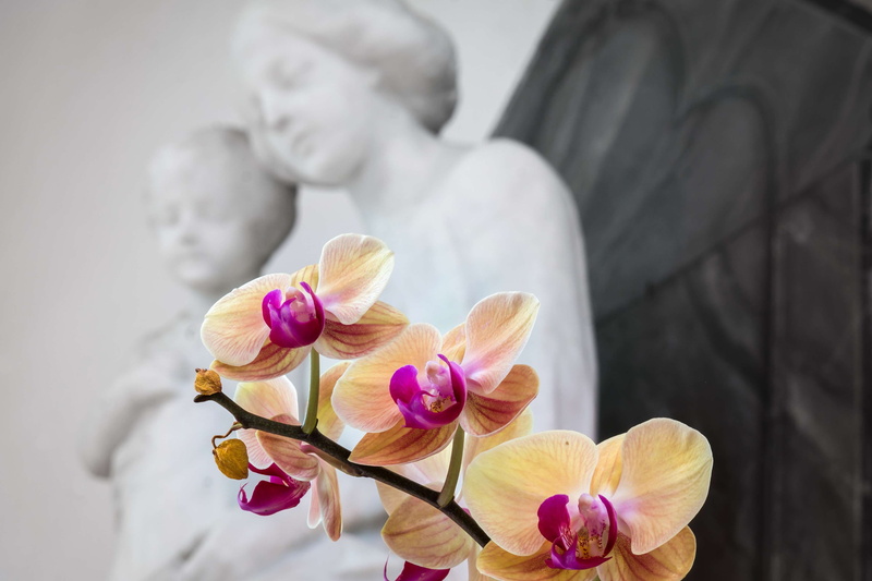 faith, christian, art nouveau, purple, vulnerability, maria, freshness, christianity, flowering plant, indoors, jesus, orchid, catholic, madonna, plant