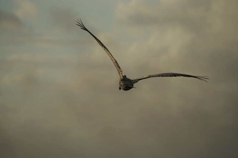 spread wings, feather, skyscape, feathers, 5K, nature, plant, head, sky, animal themes, day, no people, guadeloupe, close-up, lift-off, bird of prey, one animal