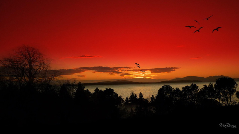 water, 1080P, 3d and abstract, widescreen, trees, sunset, birds, night, blazing