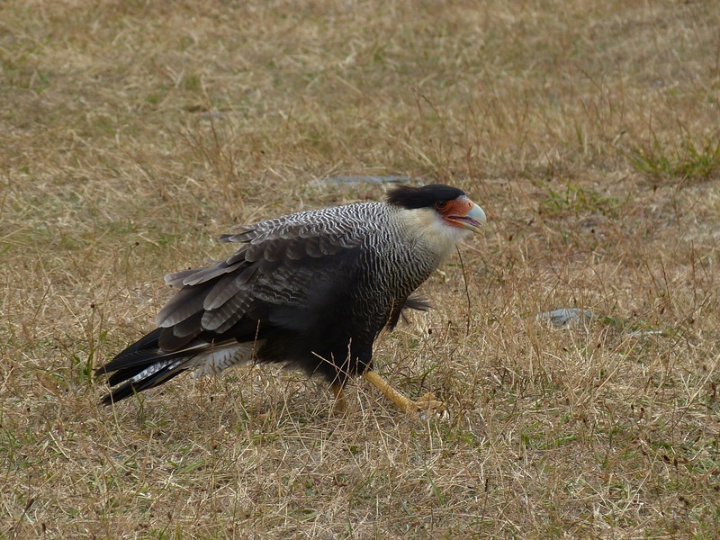 land, nature, south america, field, animal themes, 2K, patagonia, no people, side view, national park, bill, beauty in nature, black color, bird of prey