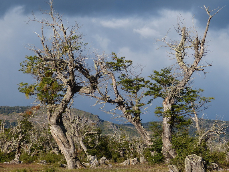 day, sky, plant, patagonia, nature, kahl, mammal, animals in the wild, chile, outdoors, no people, climate, tree, environment, non-urban scene, land, south america