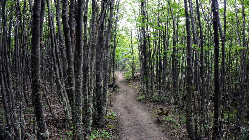 plant, direction, landscape, footpath, outdoors, tree trunk, day, beauty in nature, patagonia, scenics - nature, trunk, tree, bamboo - plant, forest, sendero