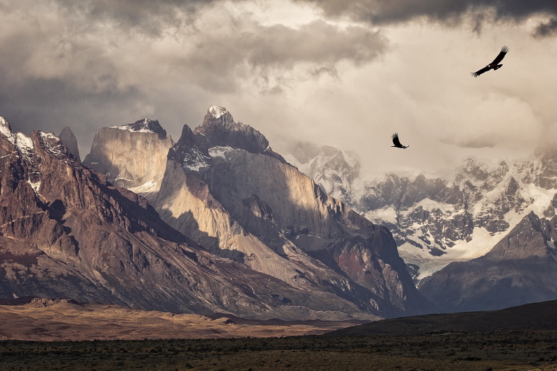 1080P, sunlight, birds, Snowy Peak, nature, landscape, photography, Torres Del Paine, Morning, National Park, mountains, Flying, condors, Chile, Patagonia