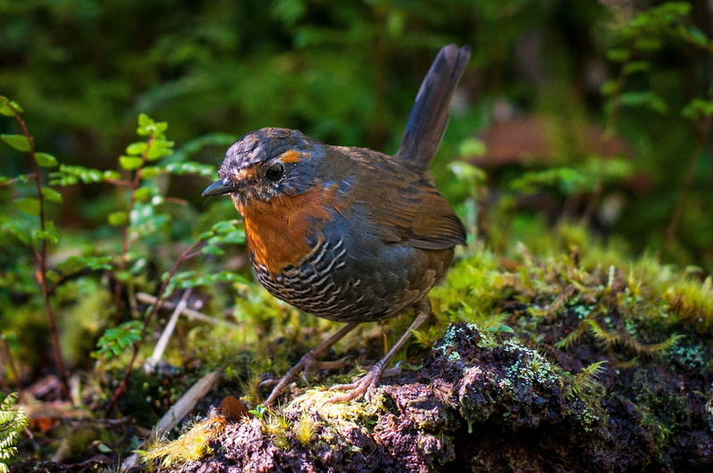 rock, animal themes, animal, vertebrate, no people, side view, chilean patagonia, bird, focus on foreground, profile view, land, 2K, nature, animals in the wild