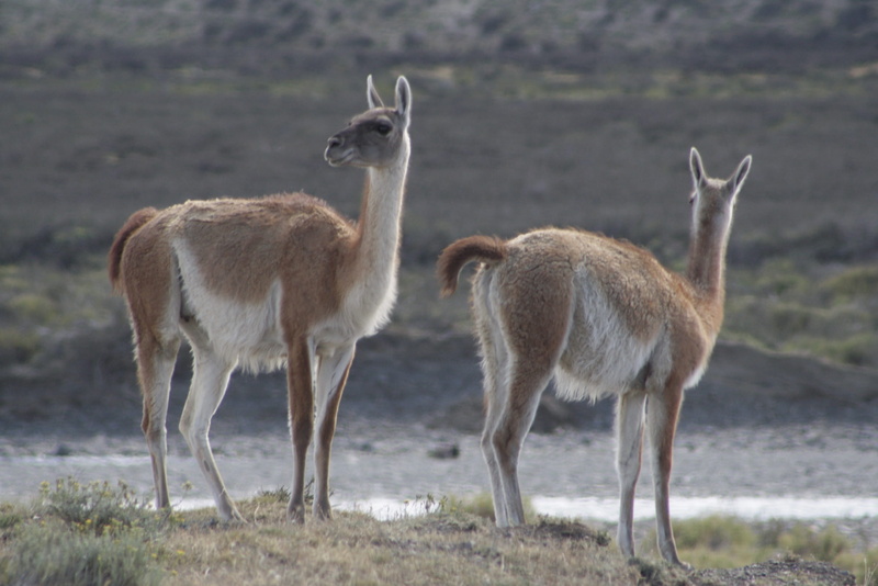 environment, antelope, animal themes, Torres Del Paine, nature, group of animals, young animal, trail, animals in the wild, mammal, ice, animal family