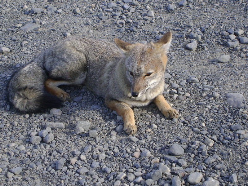 pets, pebble, high angle view, sand, Chilean Patagonia, stone, nature, mammal, animal world, animal wildlife, animal themes, solid, Fox, rock, one animal
