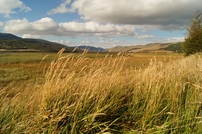 patagonia, tranquil scene, green color, non-urban scene, day, outdoors, plant, growth, nature, mountain, 4K, no people, landscape, land, beauty in nature