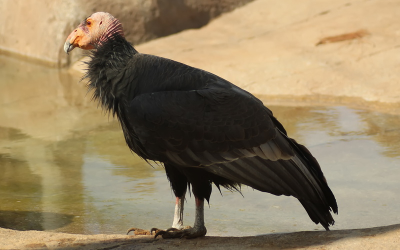eagle, california, black, feathered, bird, 2K, condor