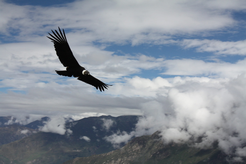 mid-air, beauty in nature, eagle, animal, flight, nature, animal wildlife, outdoors, condor, bird, one animal, animals in the wild, vertebrate, 2K, animal themes