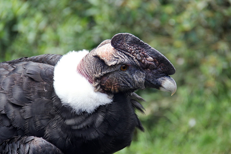 focus on foreground, outdoors, bird, vertebrate, animal themes, one animal, nature, ecuador, animal eye, ave, animal wildlife, beak, condor, 4K, feather